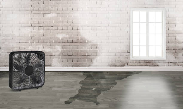 Best Mold removal after water damage  in New Carlisle, OH